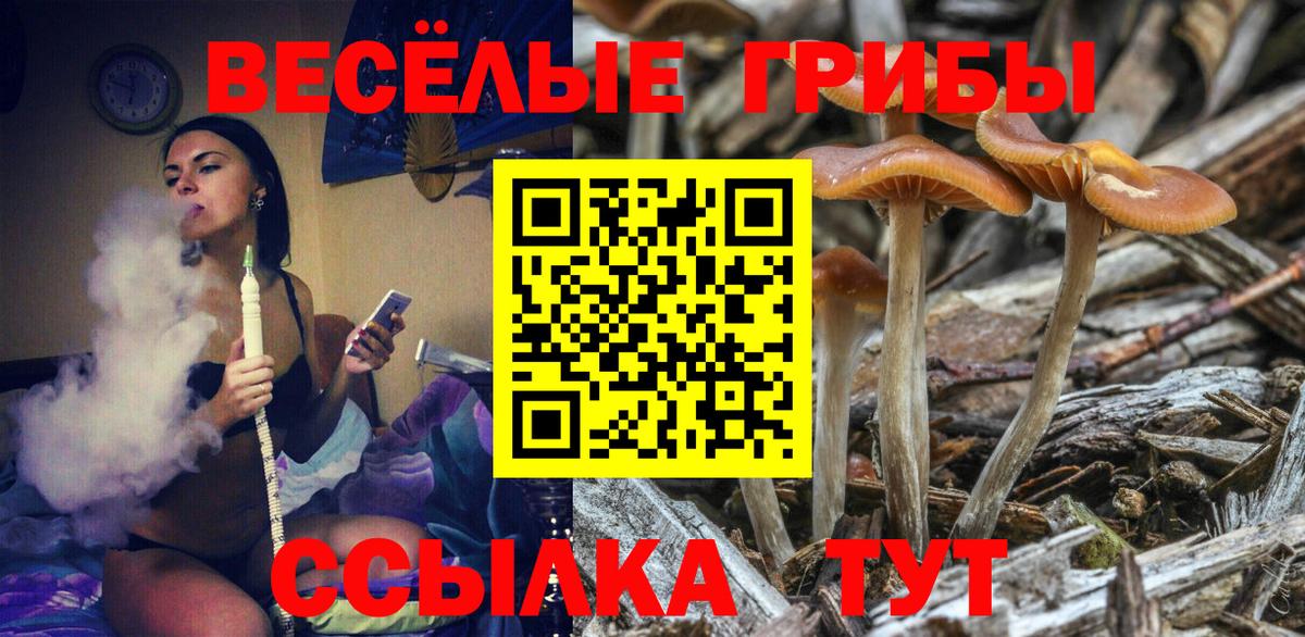 Галлюциногенные грибы Psilocybe  Галлюциногенные грибы прущие грибы  Вход с VPN  Аша 